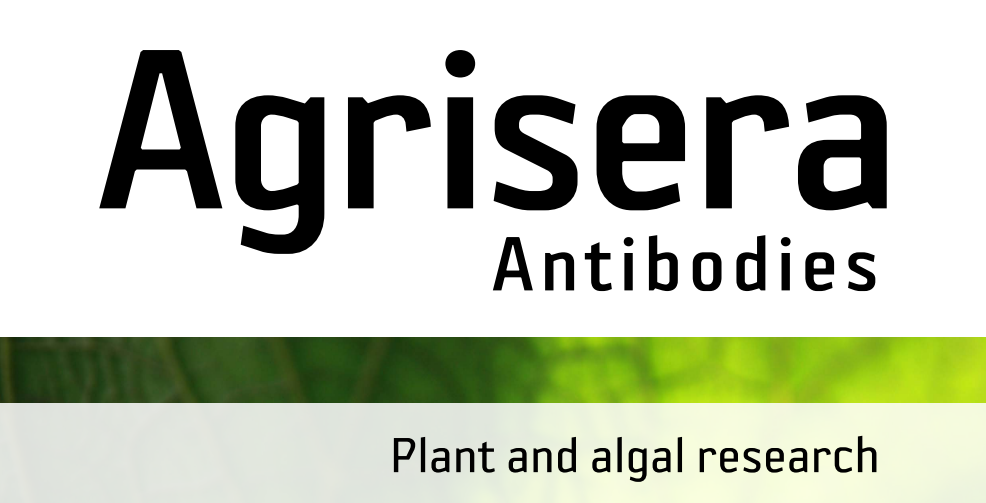 Agrisera MicroRNA相關(guān)研究植物蛋白抗體火熱促銷中！